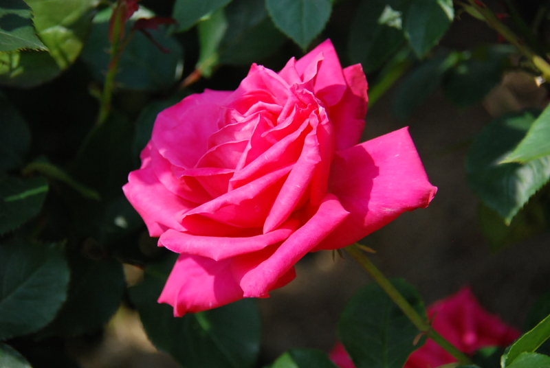 f:id:rotling:20130516092336j:image