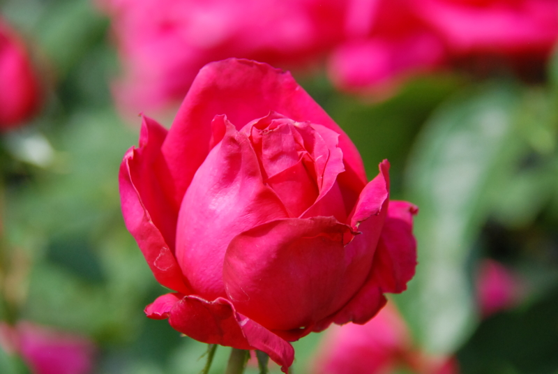 f:id:rotling:20130516092339j:image