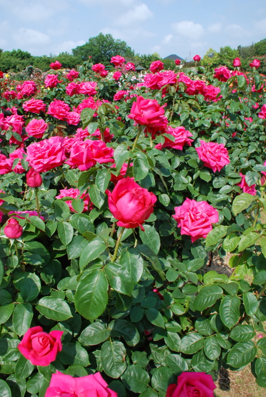 f:id:rotling:20130516092348j:image