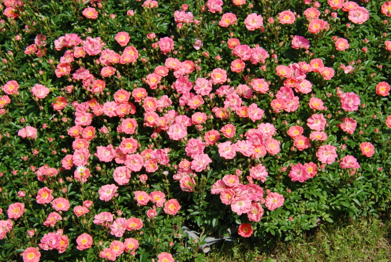 f:id:rotling:20130516094804j:image