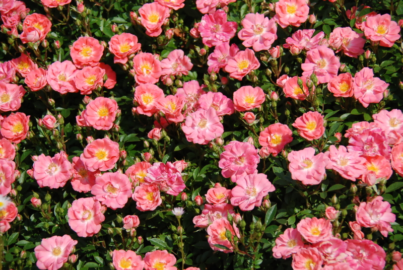 f:id:rotling:20130516094806j:image