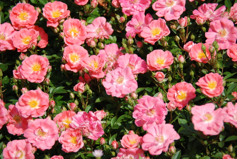 f:id:rotling:20130516094809j:image