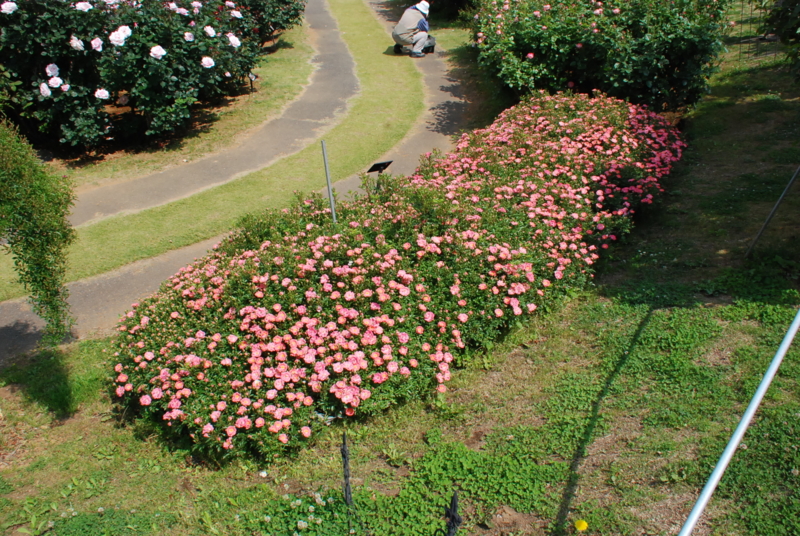 f:id:rotling:20130516094814j:image