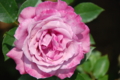 20130516095514