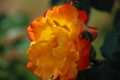 20130516095612