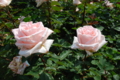 20130516095716