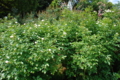 20130516095940