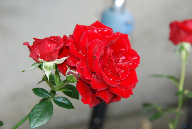 f:id:rotling:20130520083952j:image