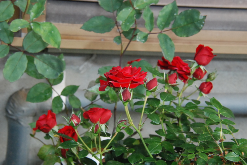 f:id:rotling:20130520083955j:image