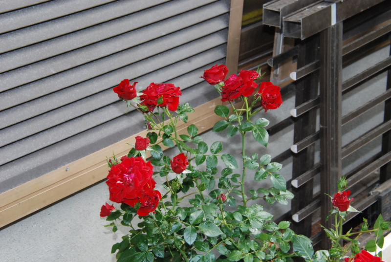 f:id:rotling:20130520083959j:image