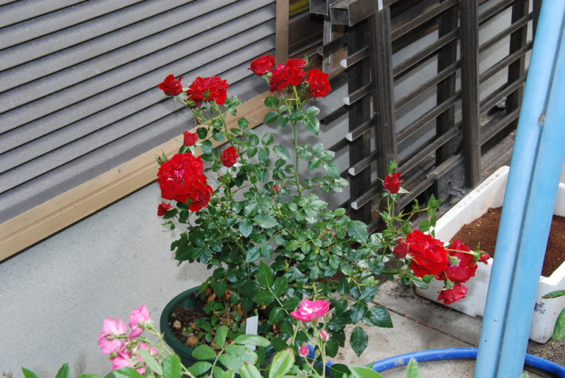 f:id:rotling:20130520084001j:image