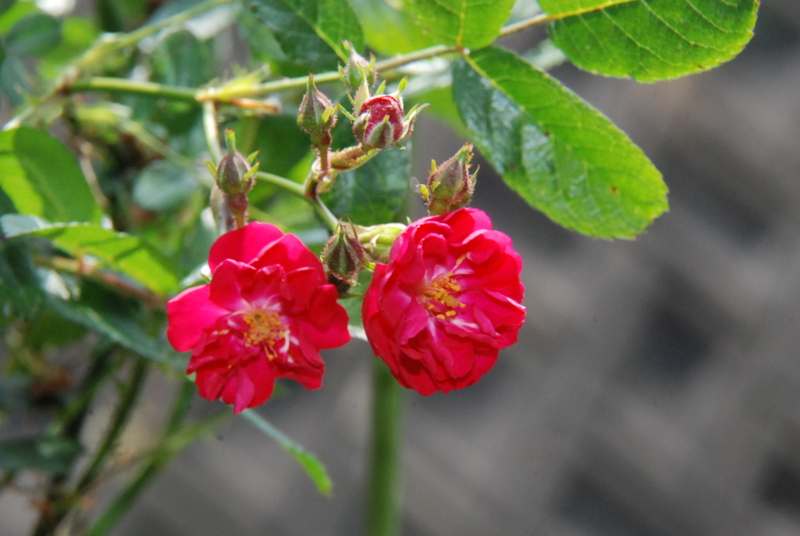 f:id:rotling:20130520132717j:image