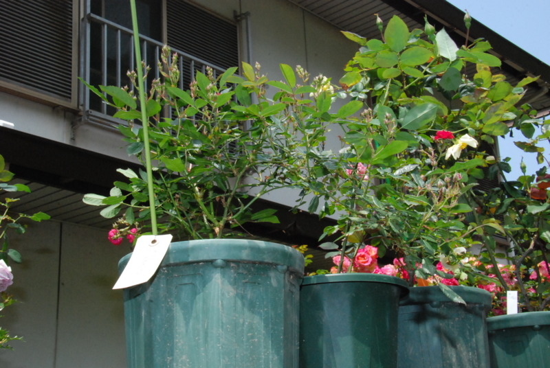 f:id:rotling:20130520132727j:image