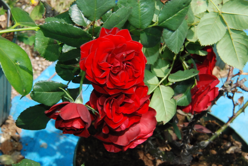 f:id:rotling:20130521123309j:image