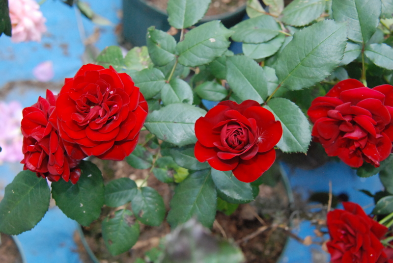 f:id:rotling:20130525151231j:image