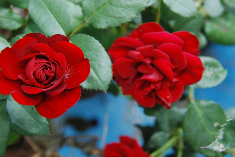 f:id:rotling:20130525151237j:image