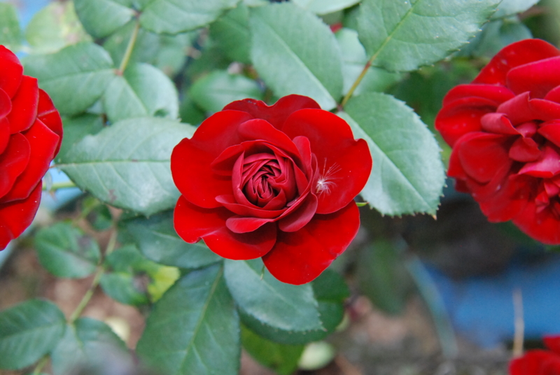 f:id:rotling:20130525151240j:image