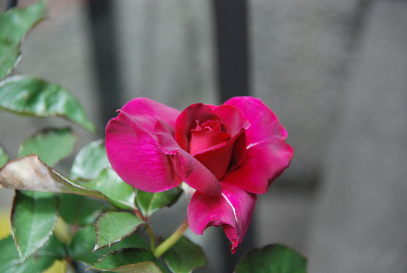 f:id:rotling:20130526112632j:image