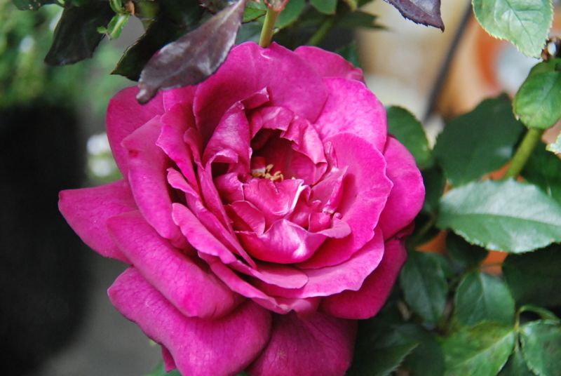 f:id:rotling:20130526112633j:image