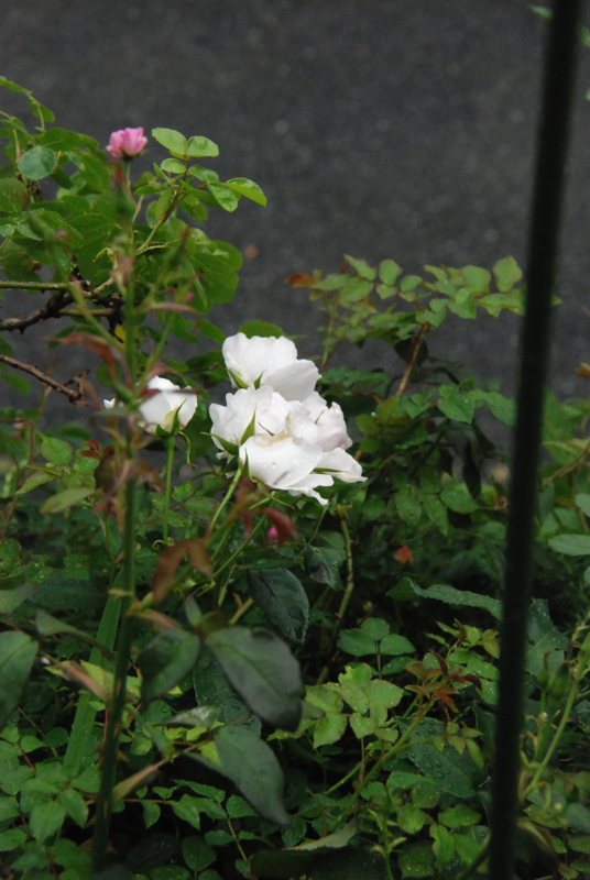 f:id:rotling:20130528134247j:image