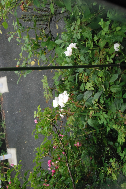 f:id:rotling:20130528134251j:image
