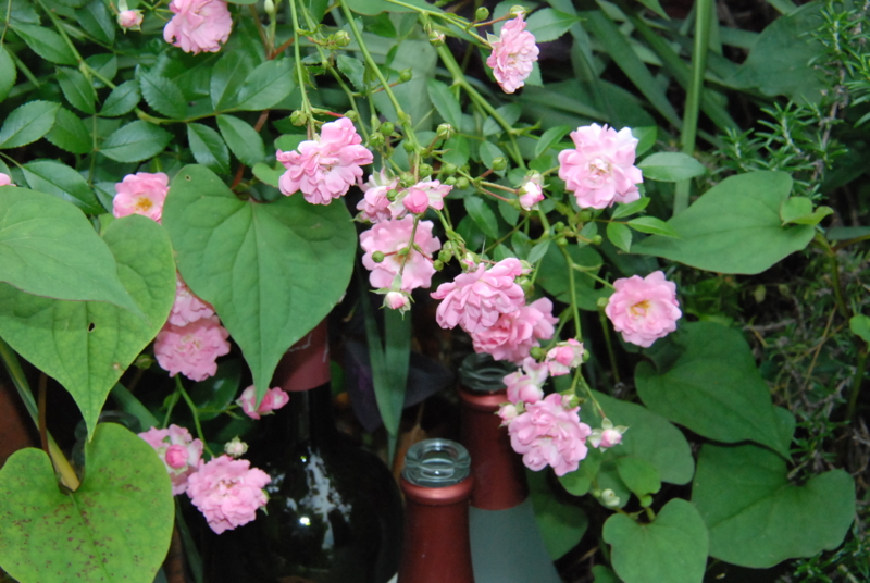 f:id:rotling:20130531150123j:image