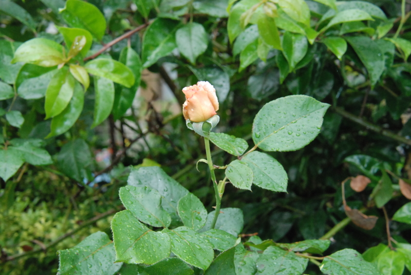 f:id:rotling:20130609122510j:image f:id:rotling:20130609122510j:image