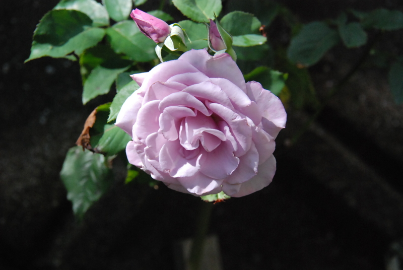 f:id:rotling:20130610093655j:image