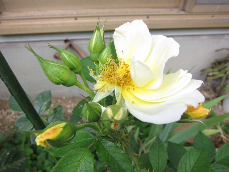 f:id:rotling:20130610141149j:image