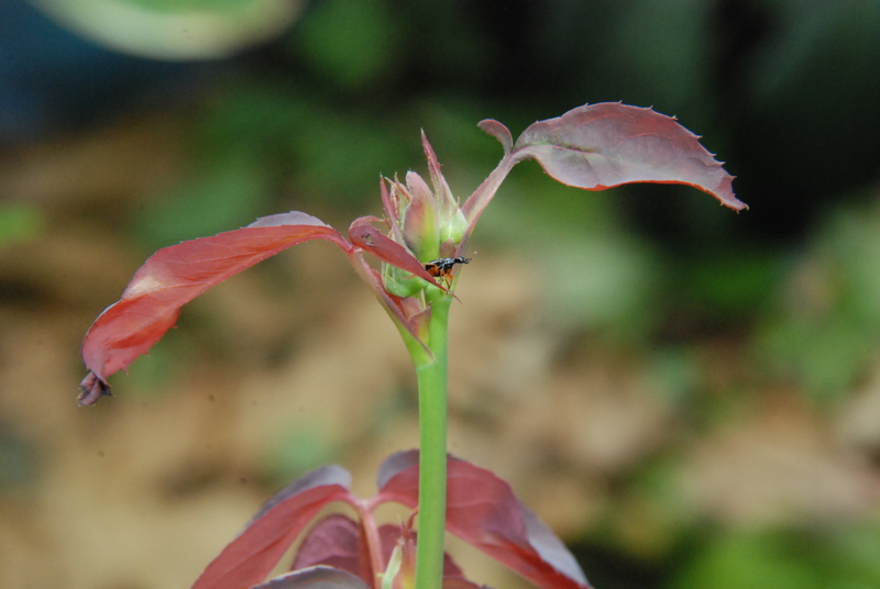 f:id:rotling:20130611095734j:image