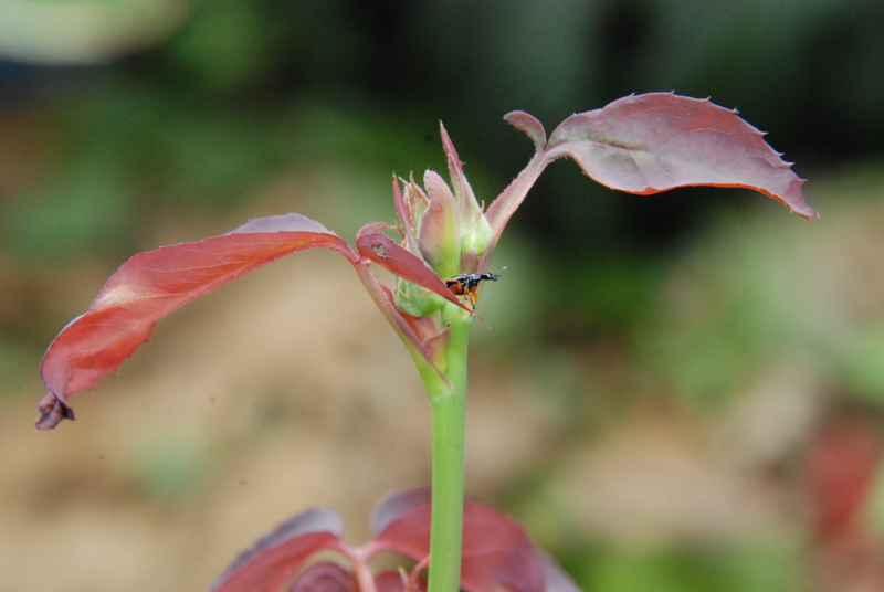 f:id:rotling:20130611095737j:image