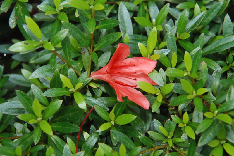 f:id:rotling:20130611115326j:image