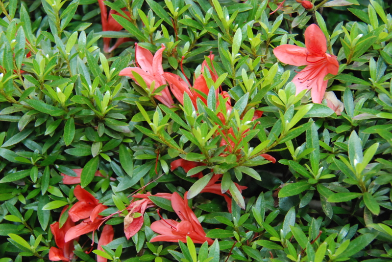 f:id:rotling:20130611115343j:image