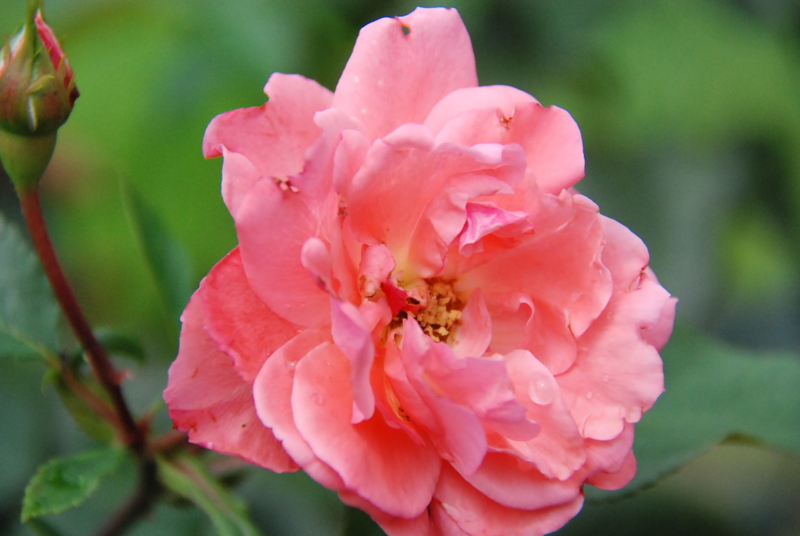 f:id:rotling:20130613132902j:image