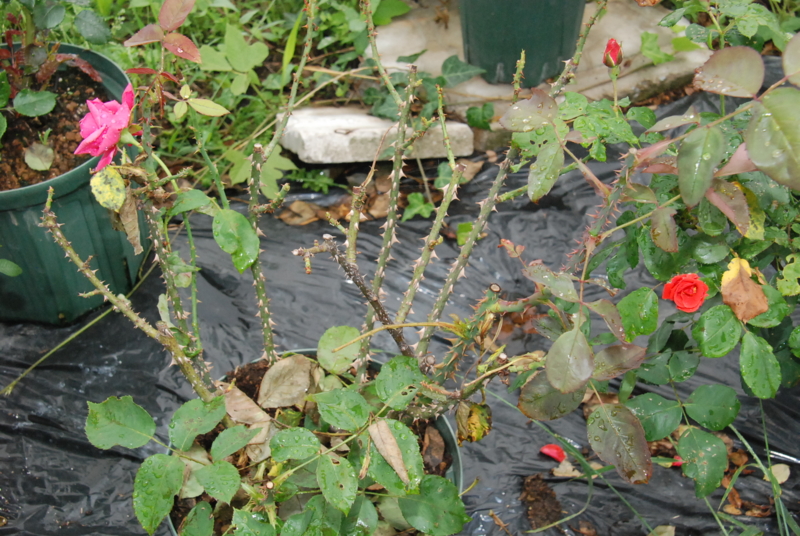 f:id:rotling:20130615095903j:image