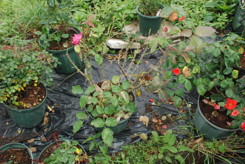 f:id:rotling:20130615095904j:image