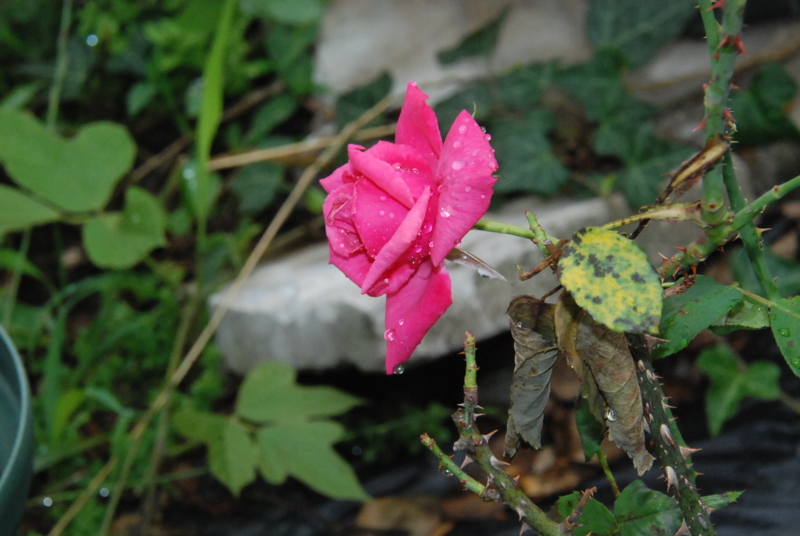 f:id:rotling:20130615095909j:image