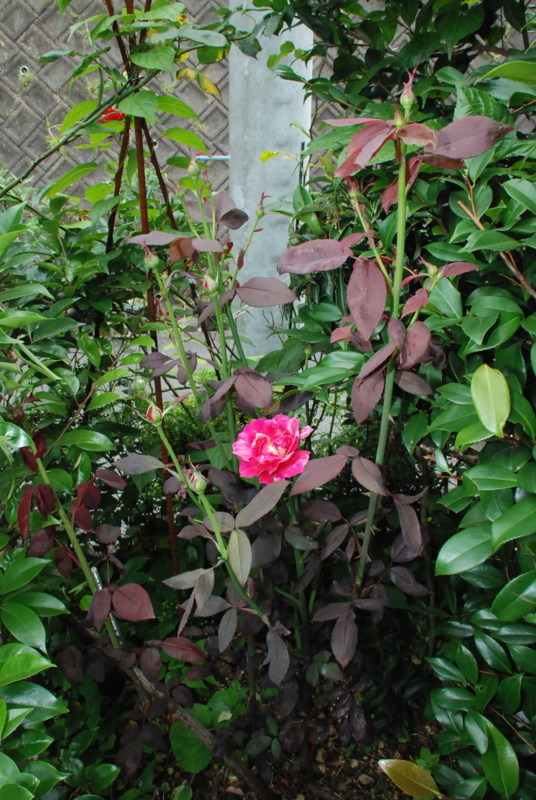 f:id:rotling:20130618110952j:image