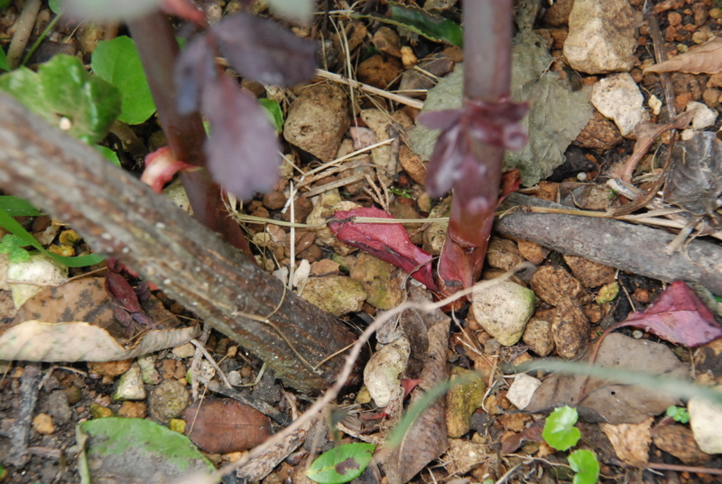 f:id:rotling:20130618110958j:image