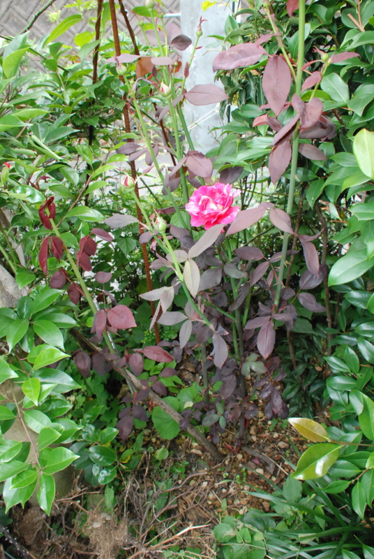 f:id:rotling:20130618111004j:image