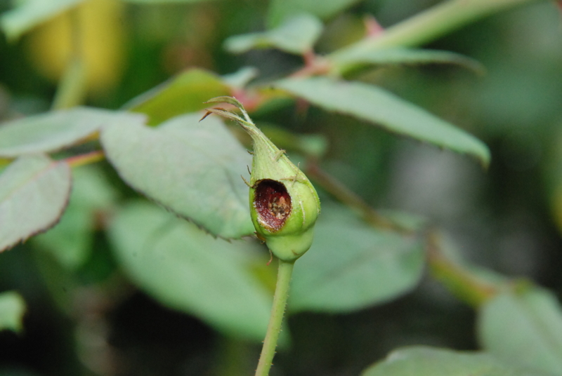 ばら　芋虫の被害