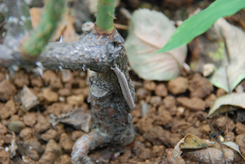 f:id:rotling:20130618111046j:image