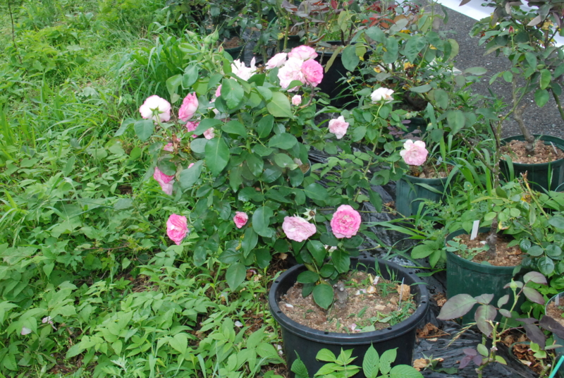 f:id:rotling:20130619115345j:image