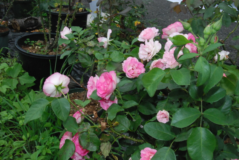 f:id:rotling:20130619115351j:image