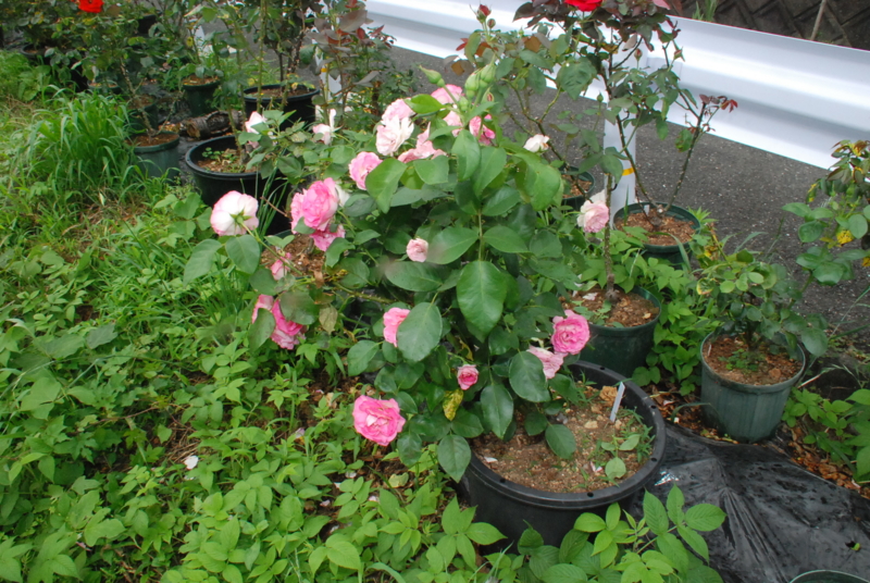 f:id:rotling:20130619115352j:image