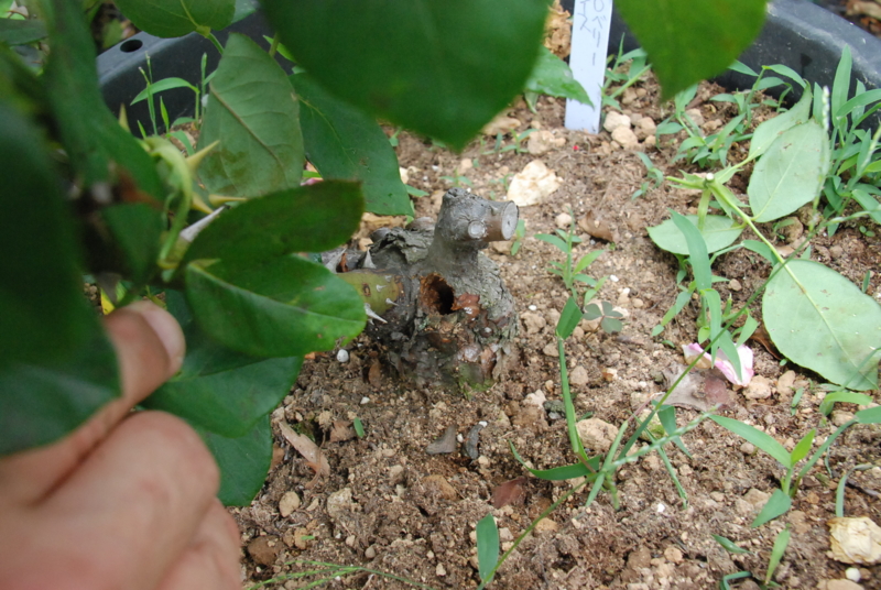 f:id:rotling:20130619115402j:image