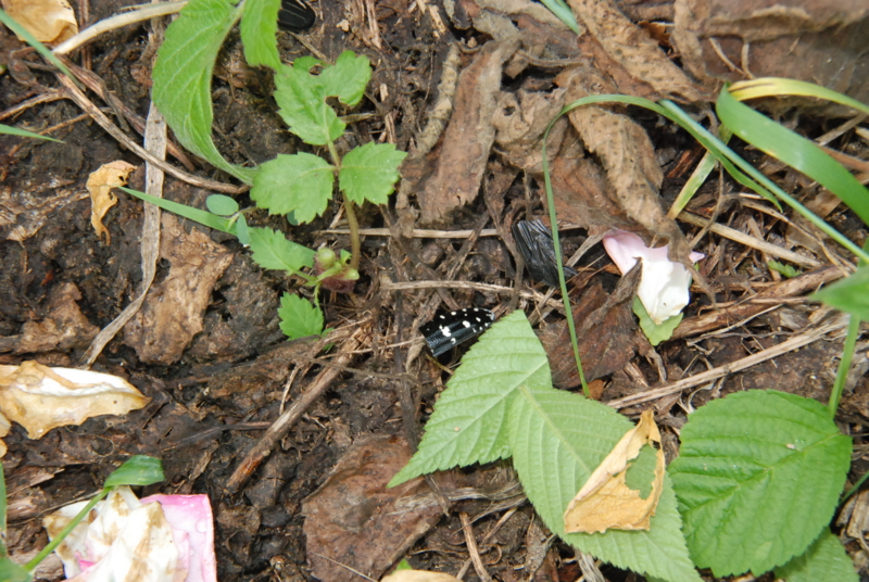 f:id:rotling:20130619115512j:image