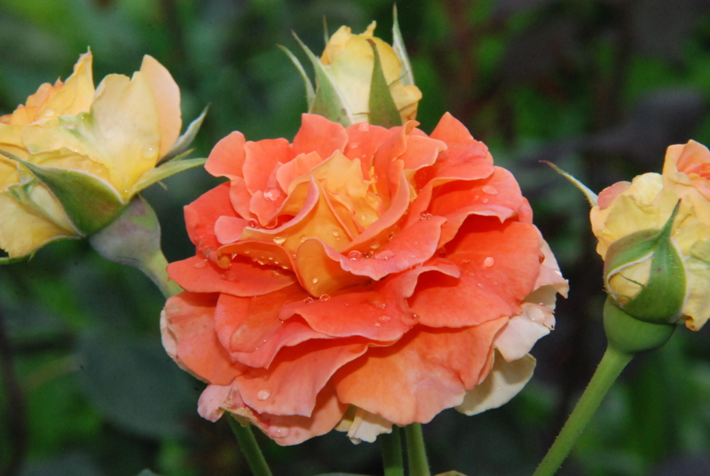 f:id:rotling:20130630094754j:image