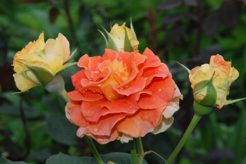 f:id:rotling:20130630094756j:image