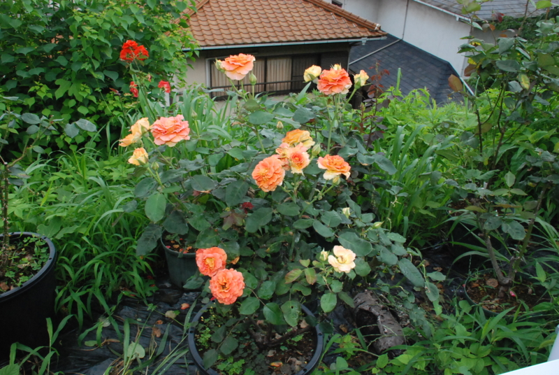 f:id:rotling:20130630094759j:image